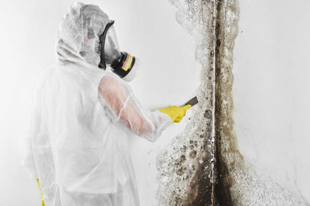 Reliable Port Townsend, WA Mold Remediation Solutions