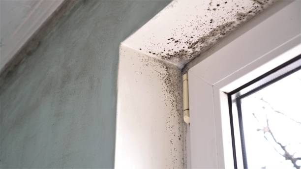 Best Mold Remediation for Specific Building Types in Port Townsend, WA