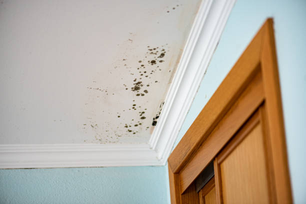 Best Black Mold Remediation in Port Townsend, WA