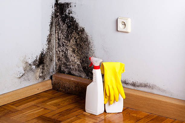 Best Insurance-Related Mold Remediation in Port Townsend, WA