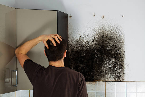 Best Localized Mold Remediation (e.g., coastal areas, humid climates) in Port Townsend, WA